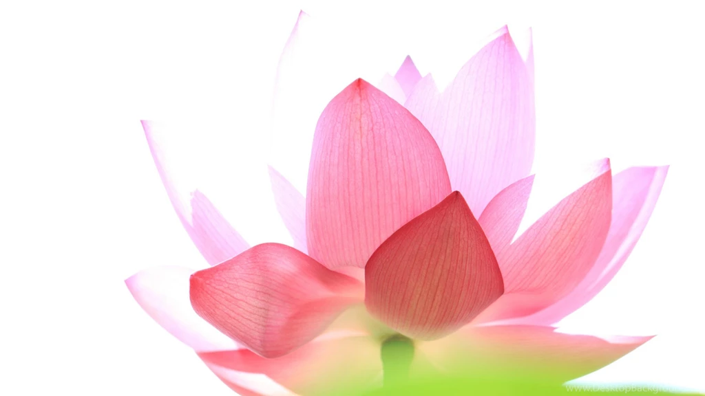 Wallpapers Roundup! The Pond Blog