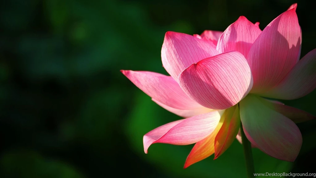 Lotus Wallpapers