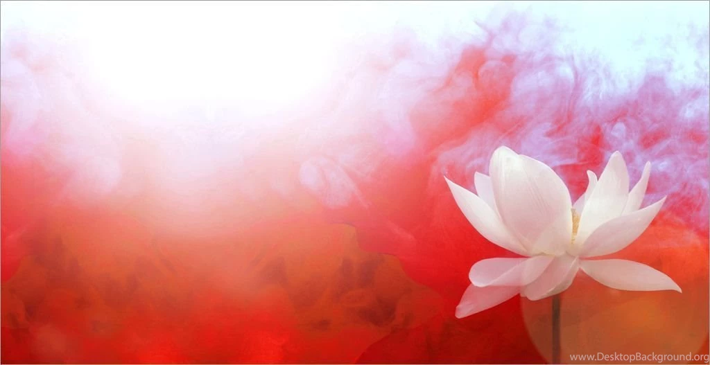 Lotus Flower With Red Backgrounds / Red /color Red / Red Color ...