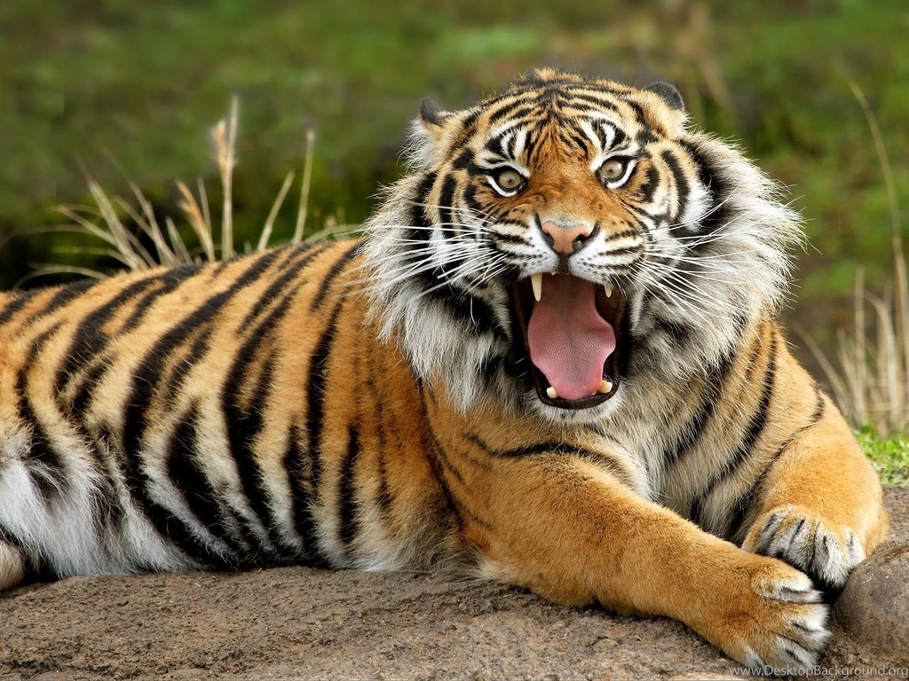 Tigers Backgrounds