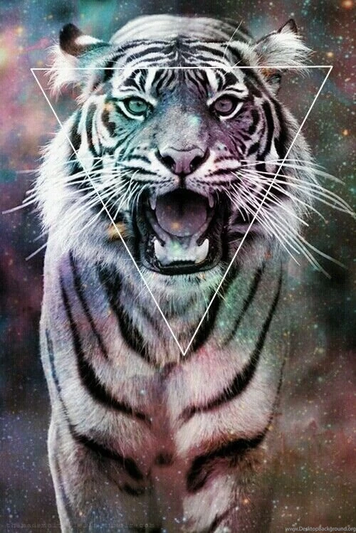 Tiger Image