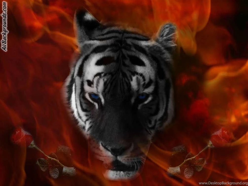 Tumblr Tiger Background Images