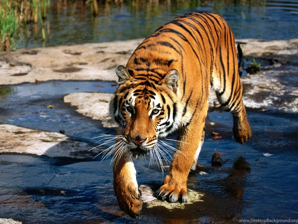 Cool White Tiger Wallpapers Dowload