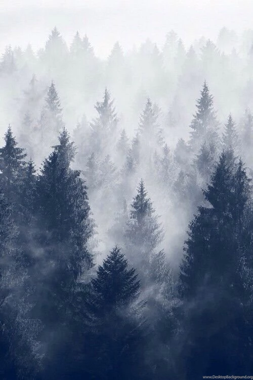 iPhone Wallpapers 5, 6 Winter Trees Cold Mist