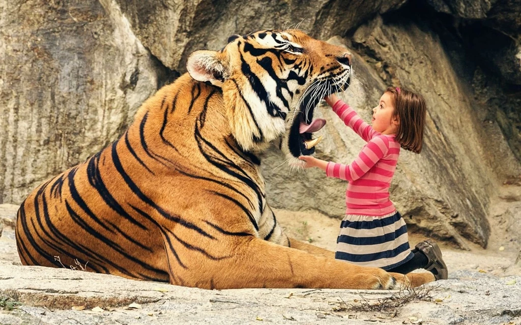 Eye Of The Tiger Pictures Wallpapers