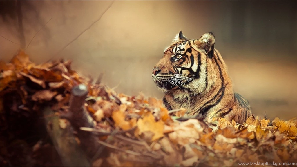 Tiger Wallpapers 3428 Backgrounds Cool Wallnos.com