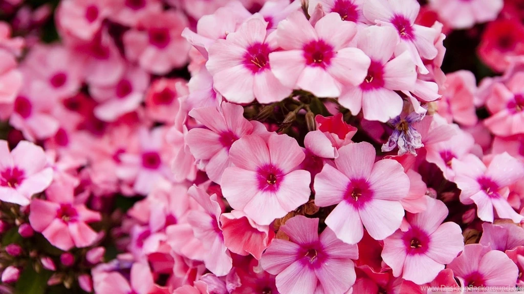 Flowers Wallpapers 2
