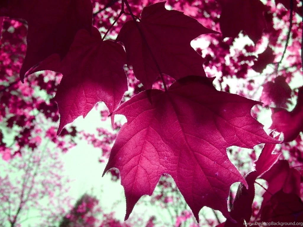 Cabernet Purple Pink Flowers Pink Flowers Wallpapers