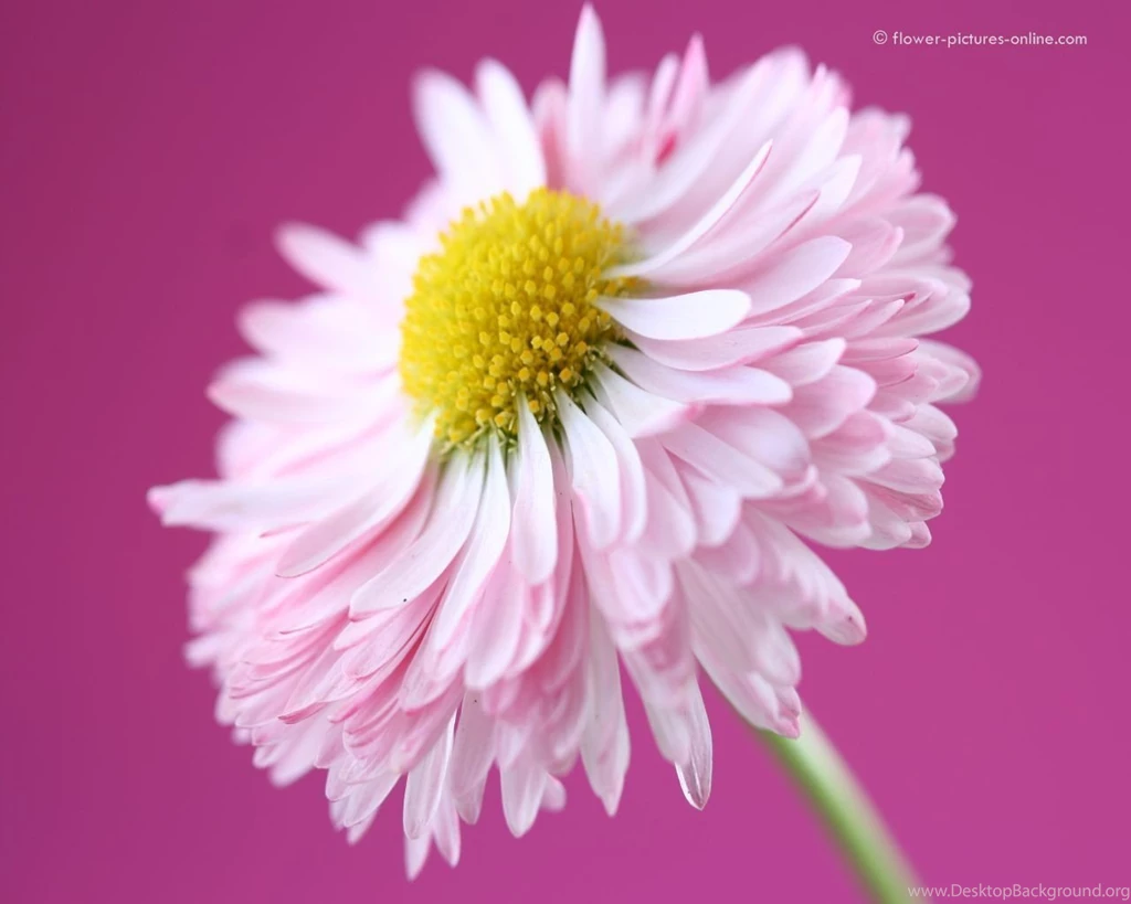 Pink flower wallpaper d0968 1280.jpg