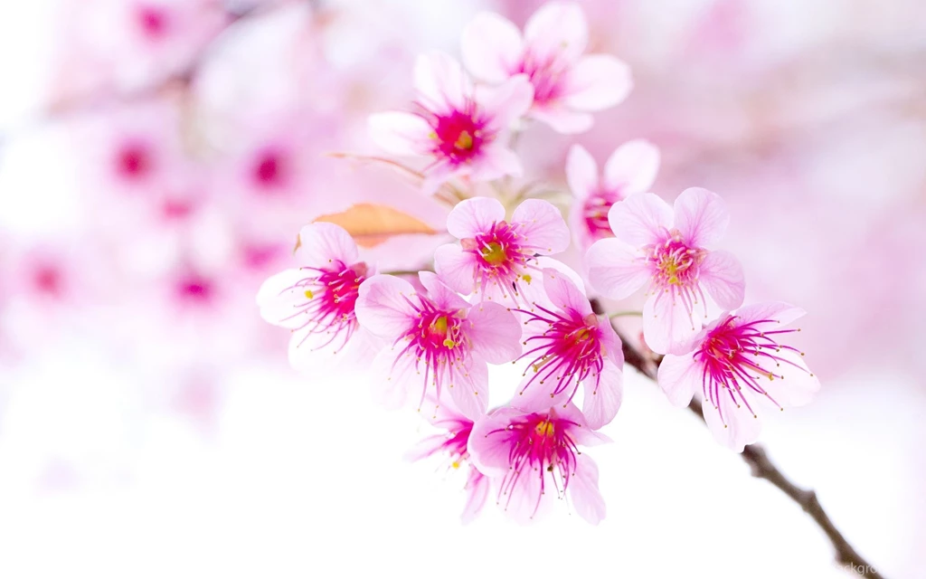 Frangipani Flower Images And Wallpapers Download