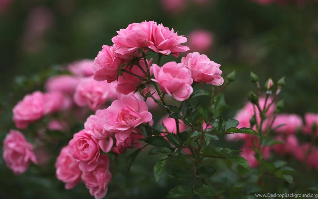 Roses Pink Flowers Wallpapers Free Download Of Pink Roses