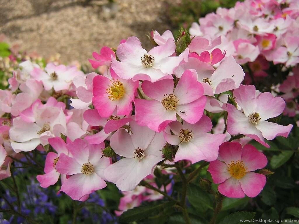Desktop Flower Wallpapers Beautiful Flower Wallpapers