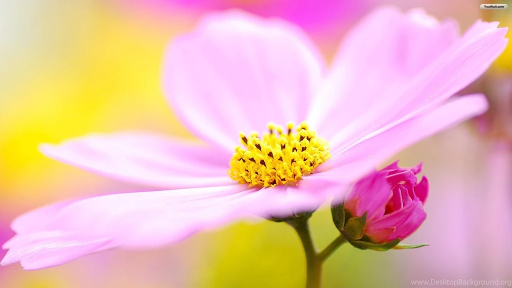 YouWall Lovely Pink Flower Wallpapers Wallpaper,wallpapers,free ...