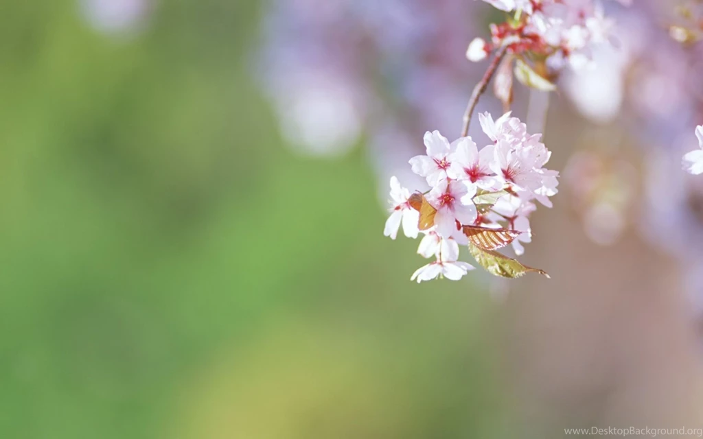 Exotic Colorful Flowers Desktop Backgrounds Flowers Computer ...