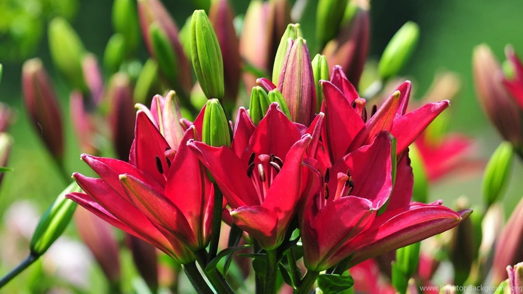 Beautiful Flowers Desktop Wallpapers And Backgrounds