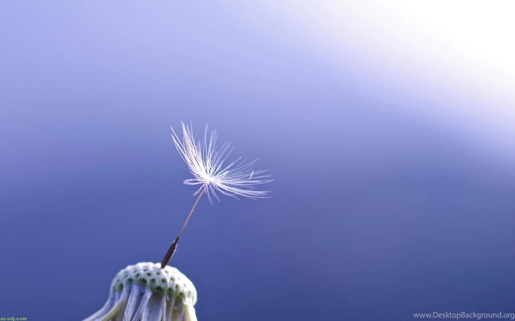 Dandelion Flowers Wallpapers HD Pictures