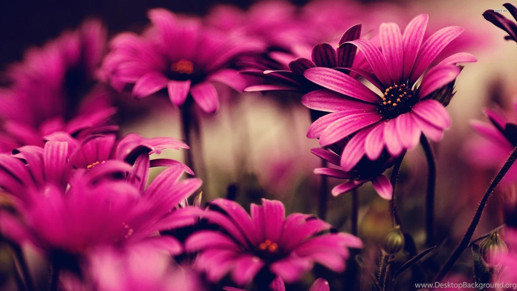 Free Download Popular Woman Spring Flowers Pink Gazanias Wallpapers ...
