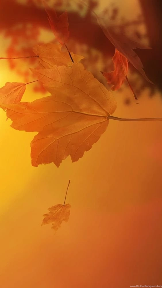 Autumn Leaves