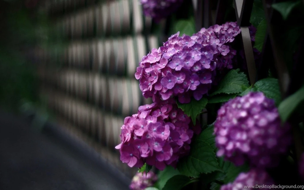 Hydrangea Images And Wallpapers Download