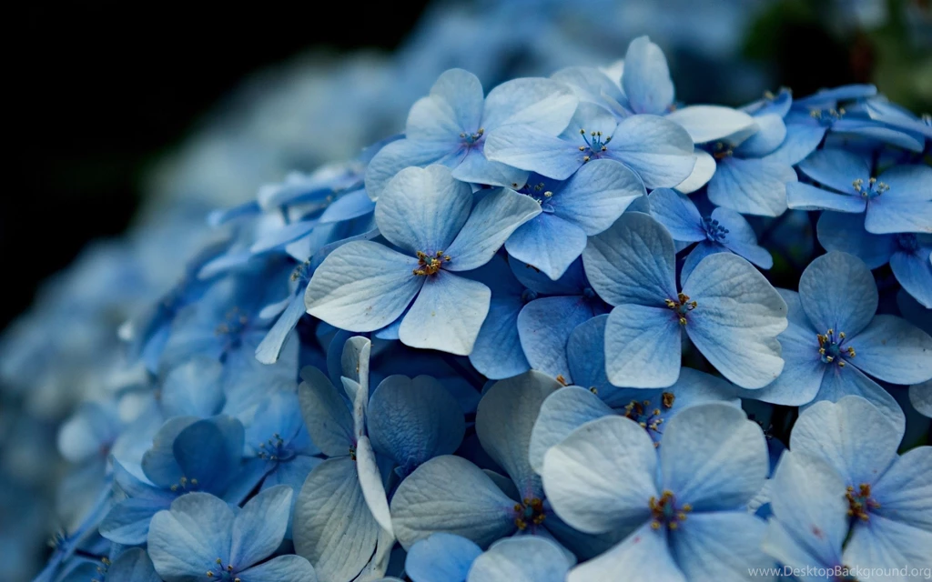 Pink Hydrangea Wallpapers Wallpaper.