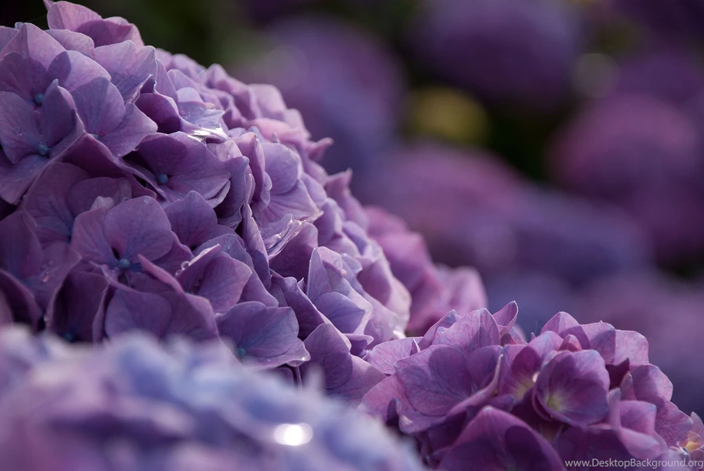 30 Hydrangea HD Wallpapers