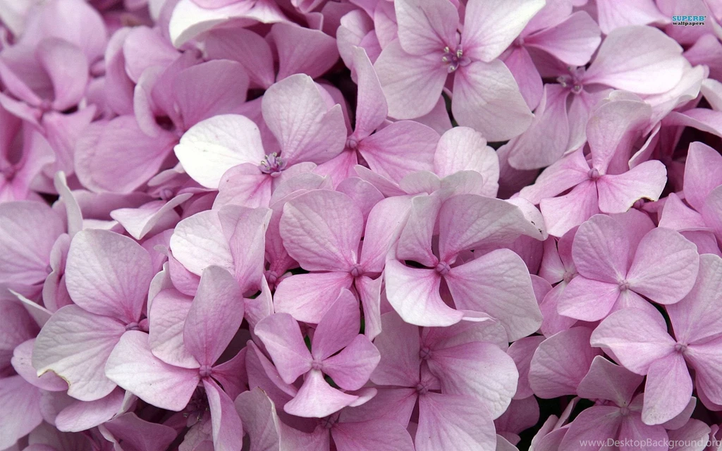 Hydrangea Wallpapers Flower Wallpapers