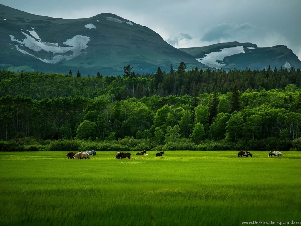 Wild Horses Desktop Wallpaper, Wild Horses Pictures