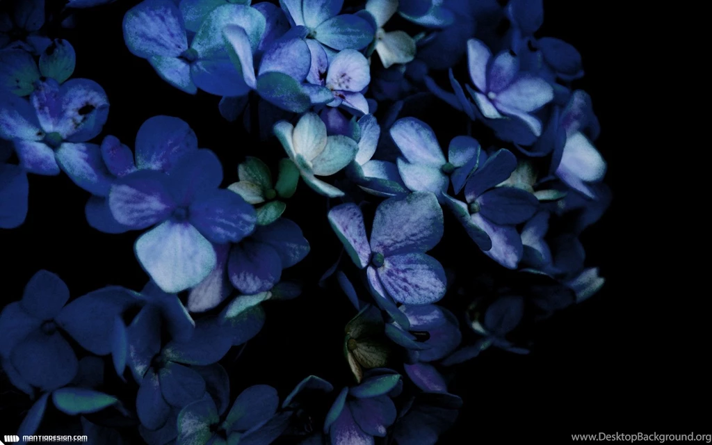 Hydrangea Backgrounds