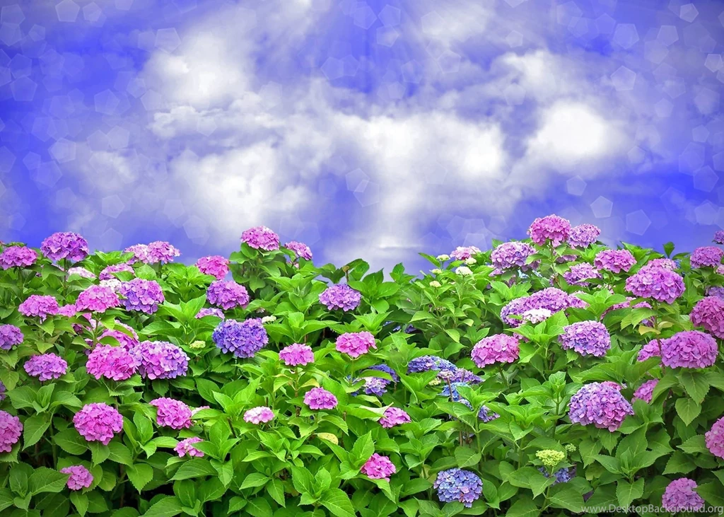Hydrangea Sky Wallpapers