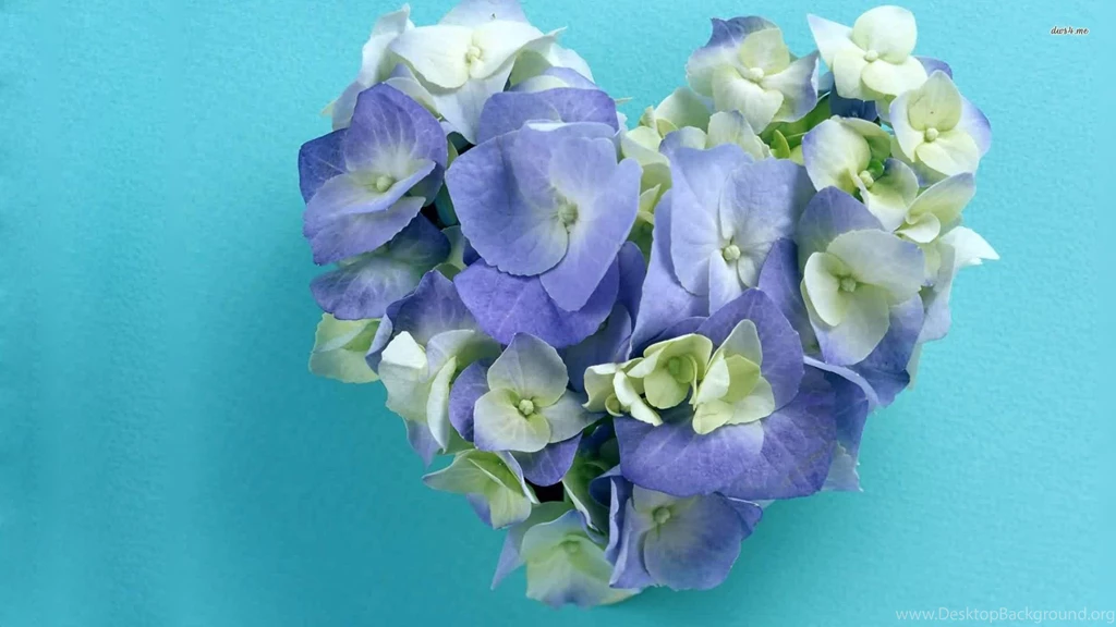 Hydrangea In Shape Of A Heart Wallpapers
