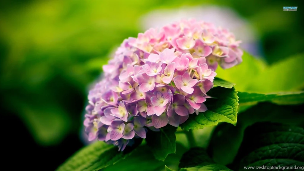Hydrangea Wallpapers Wallpapers HD Wide