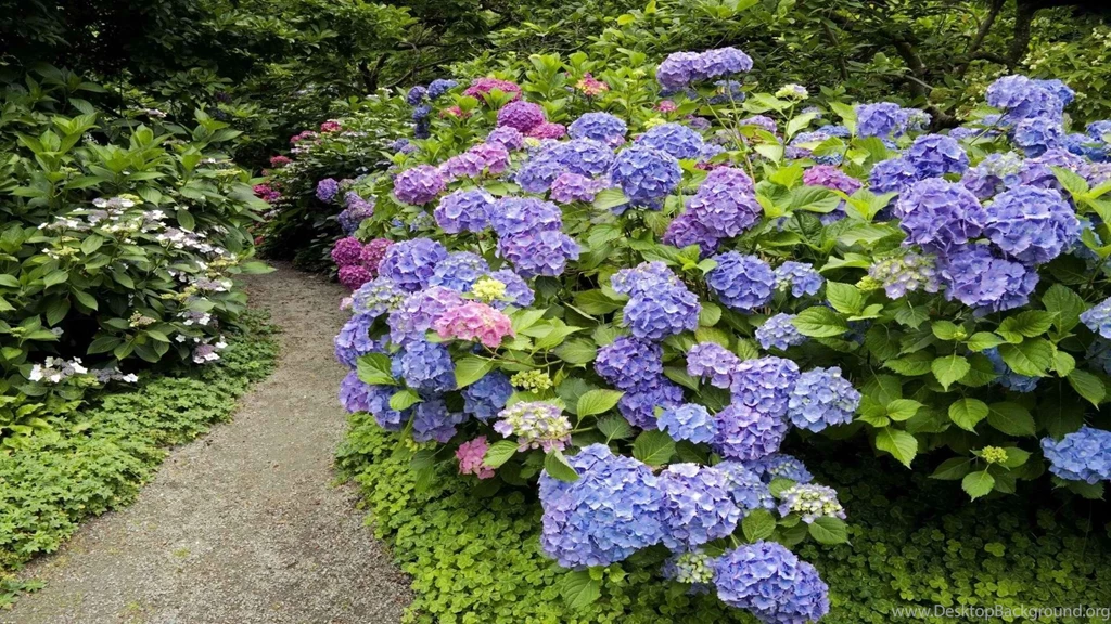 Canada Vancouver British Columbia Hydrangea Wallpapers