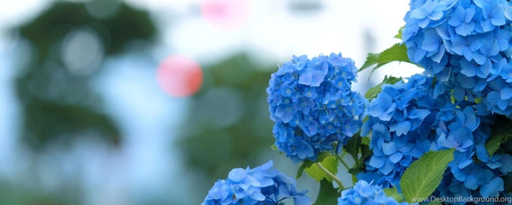 Download Wallpapers 2560x1024 Hydrangea, Bloom, Blue, Green, Blur ...