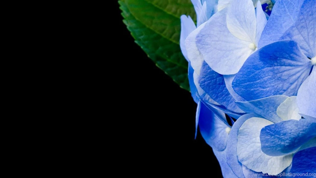 Mandolux Hydrangea Flowers HD Wallpapers Wallpapers   (