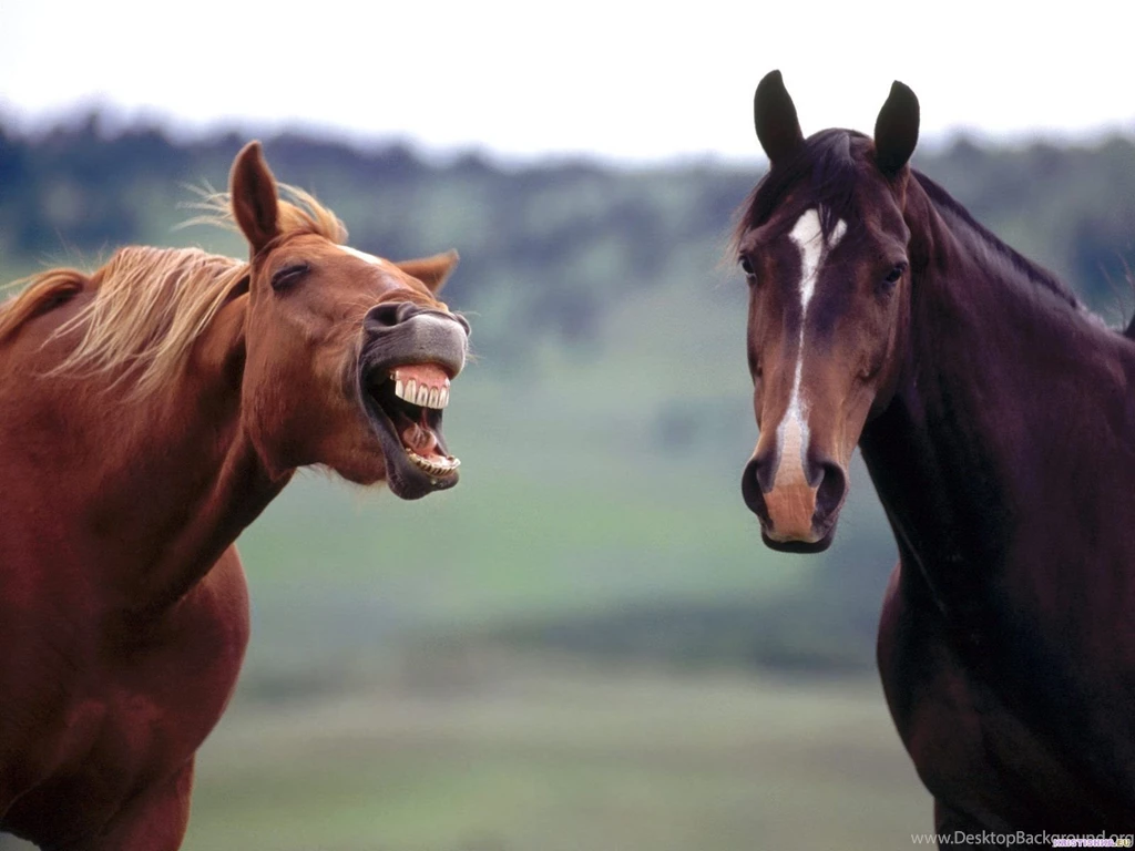 Wicked Horse Wallpapers And Images Wallpapers, Pictures, Photos