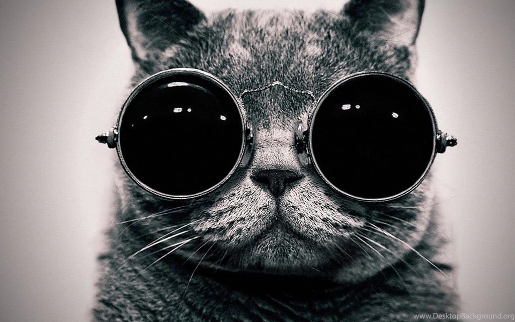 Cat Steampunk Wallpapers Glasses Funny Wallpapers 1920×1080 ...