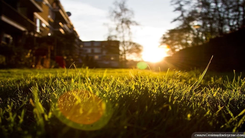 Summer Field Wallpapers   Crazy Frankenstein