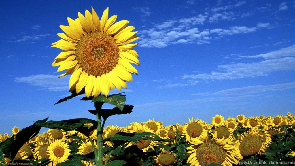 Sunflowers wallpaper images wmwallpapers 99666