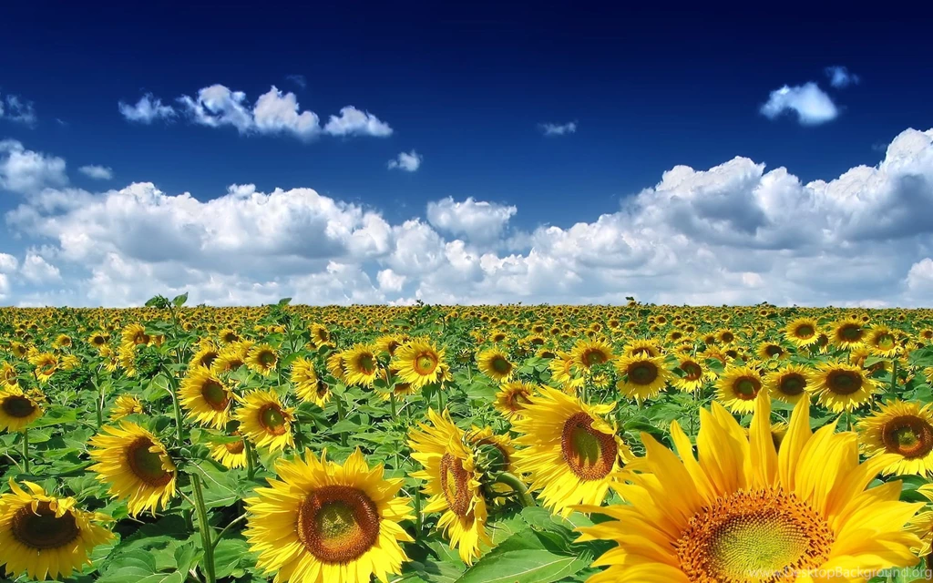 Sunflowers Wallpapers