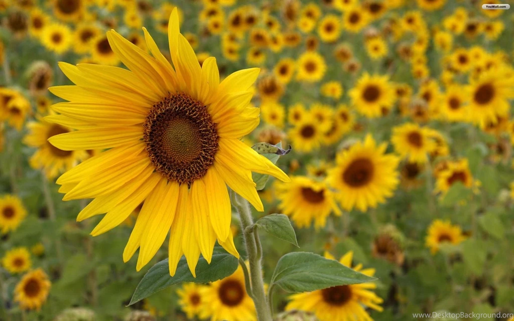 Sunflowers Summer Windows 7 And 8 Theme