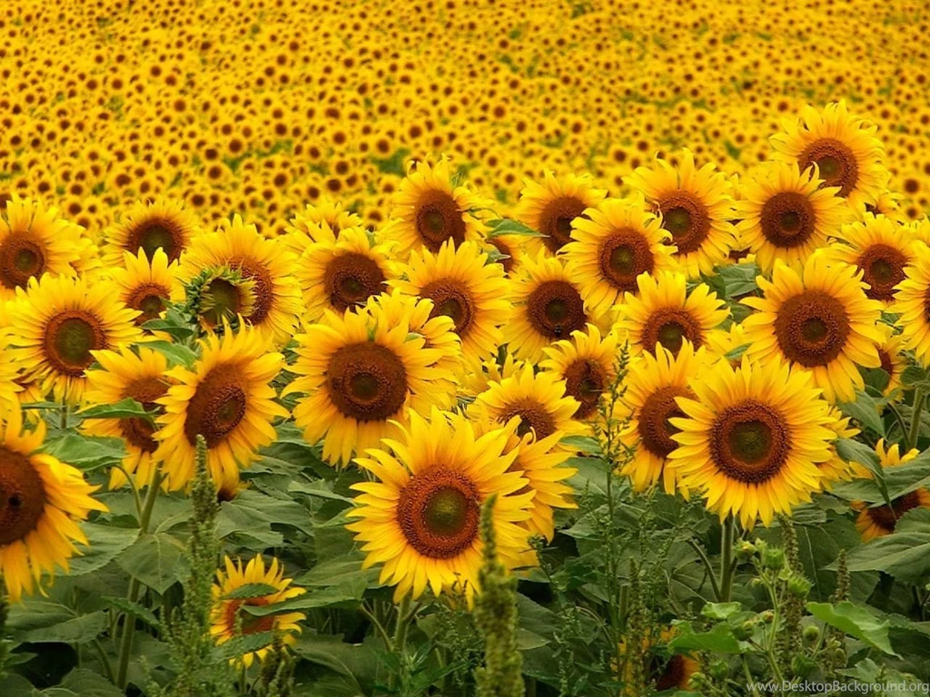 Sunflowers Wallpapers
