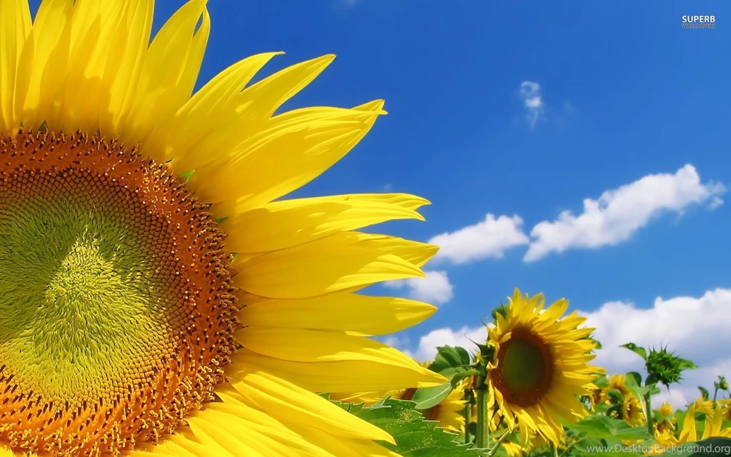 Sunflowers Wallpapers   Flower Wallpapers