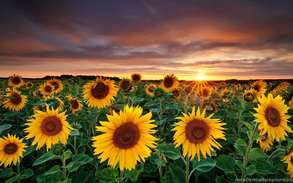 Download Sunflower Wallpapers Free
