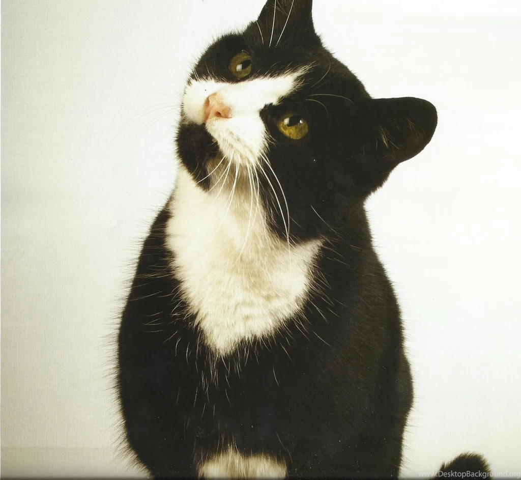 Tuxedo Cat Desktop Wallpapers