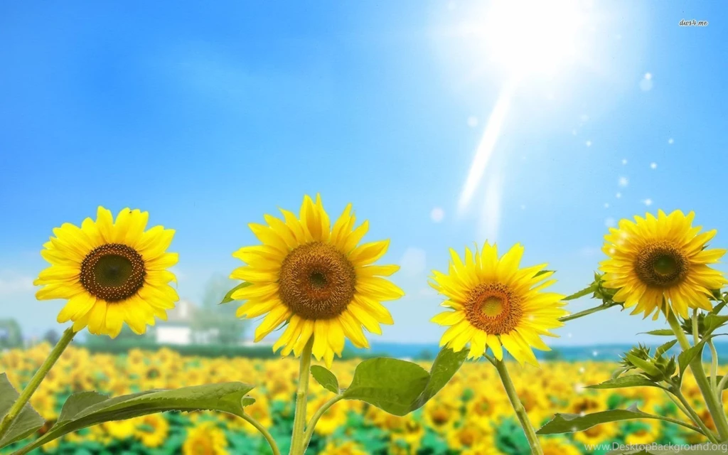 Sunflowers Wallpapers   Flower Wallpapers