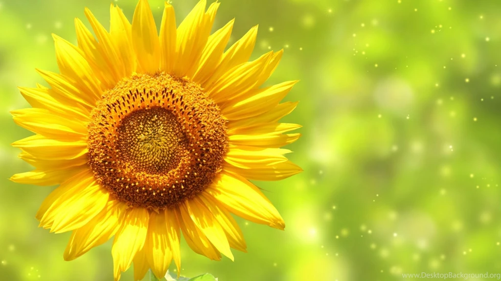 Sunflower Wallpapers Full HD
