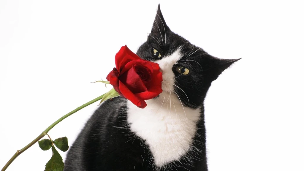 HDscreen: Cats Roses Tuxedo Desktop Bakcgrounds