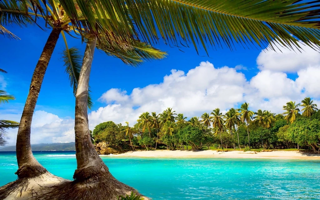 Exotic Palm Beach Wallpapers