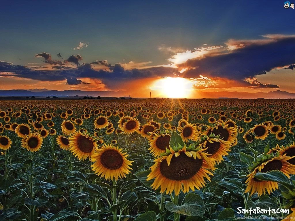 Sunflowers Wallpapers