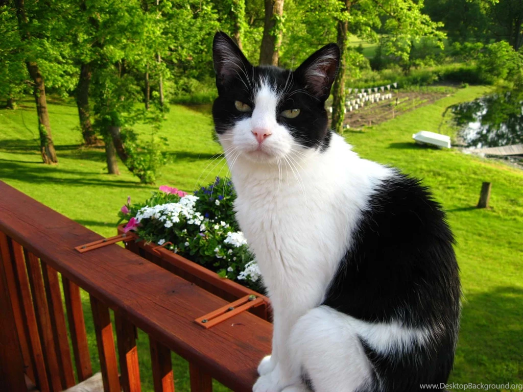 Tuxedo Cat Cute Wallpaperfor Desktop